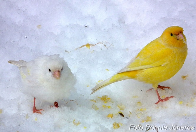 Kanariefåglar i snön